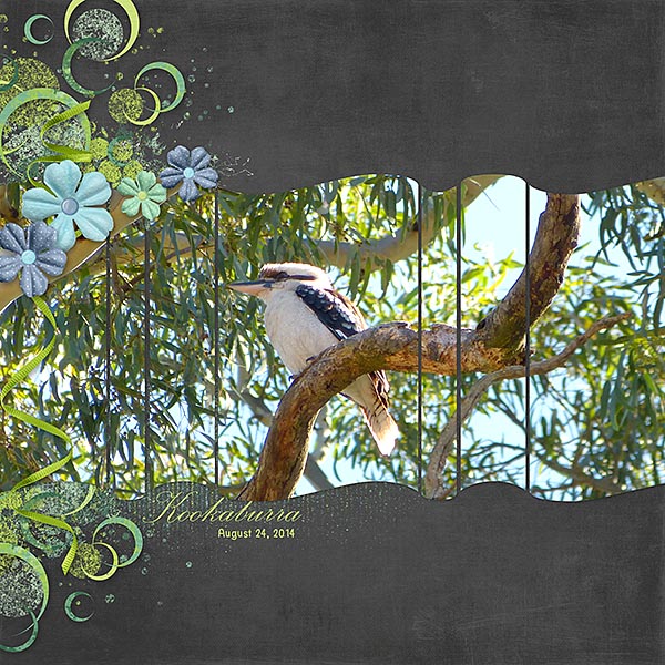 Kookaburra