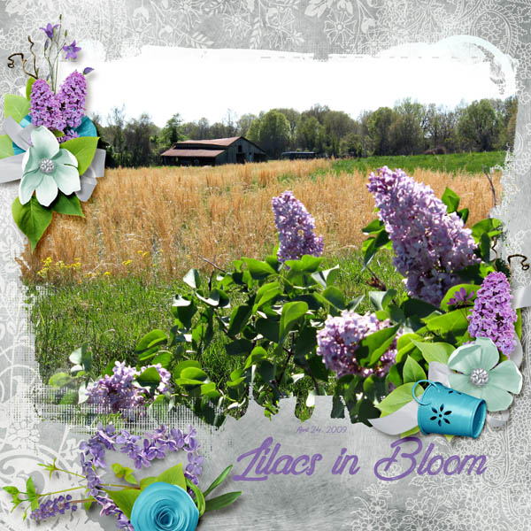 Lilacs in Bloom