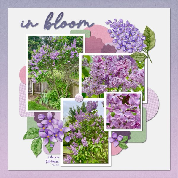 Lilacs in Full Bloom 4-29-24