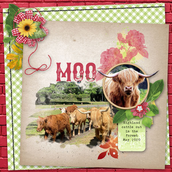 moo-cow.jpg