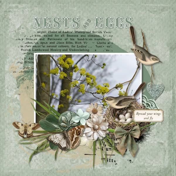 Nests and eggs