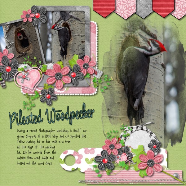 Pileated Woodpecker