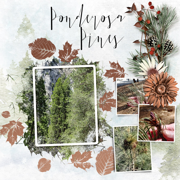 ponderosa-pine-simp-chall.jpg