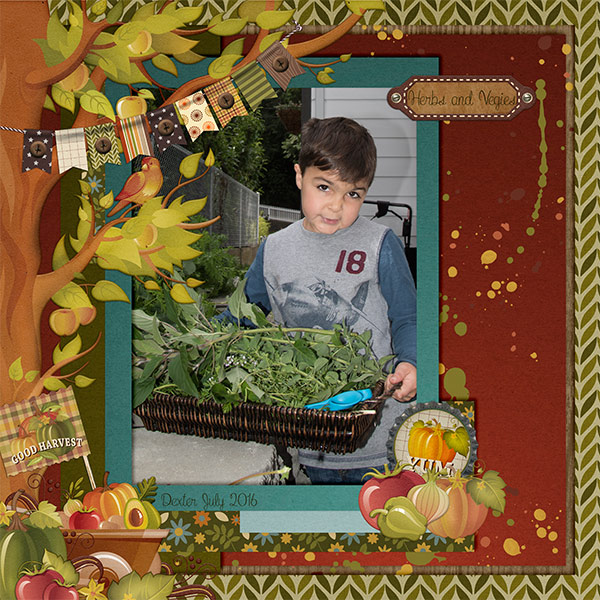 Pumpkin Patch