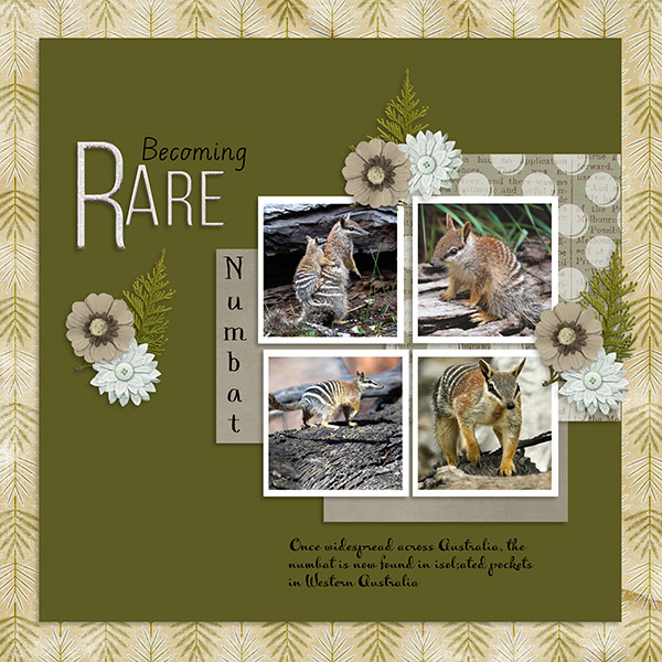 Rare- Numbat.jpg