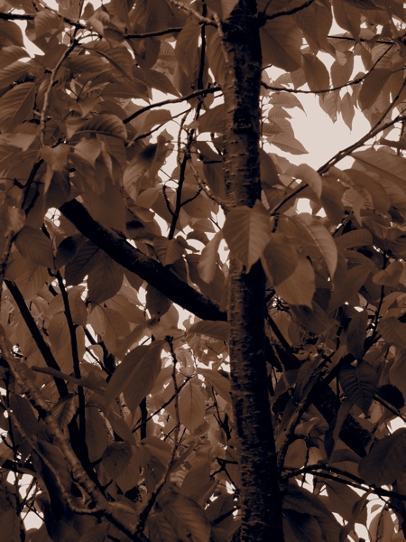 Sepia Tree