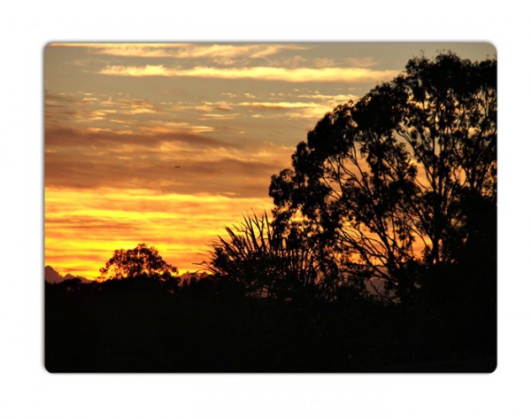 Silhouette of trees