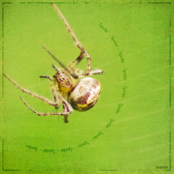 Spider