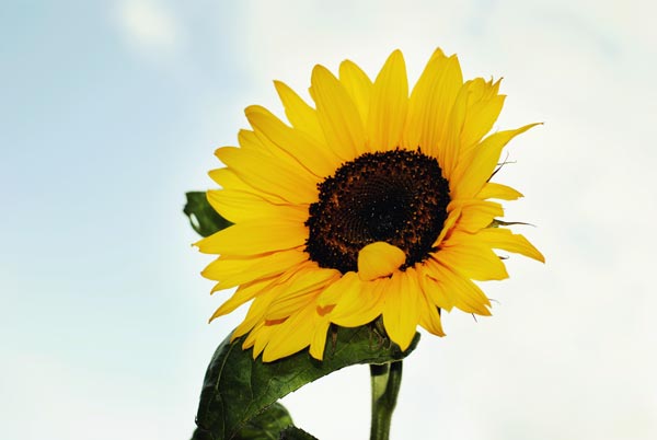 Sunny side to the sunflower