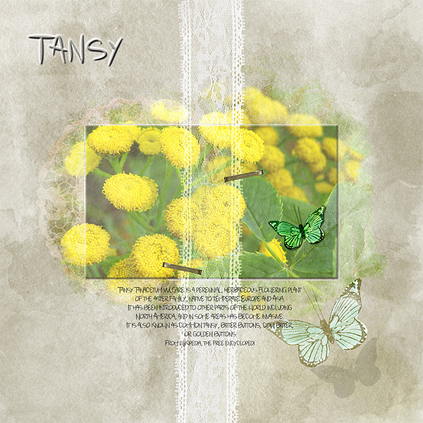 Tansy