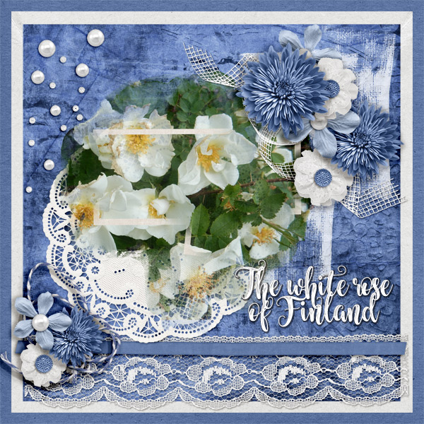 The-white-rose-of-Finland