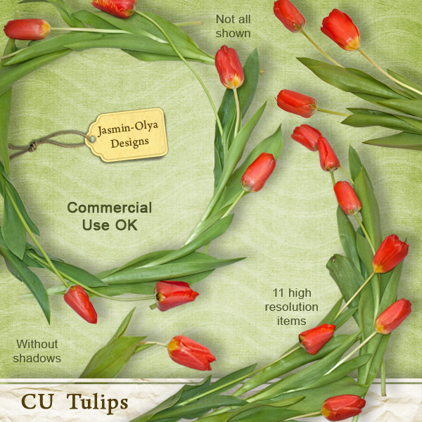 CU Tulips