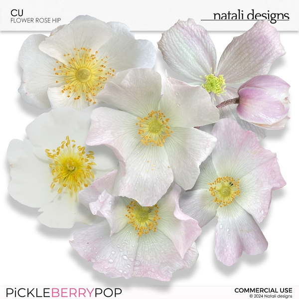 CU Flowers Rose Hip