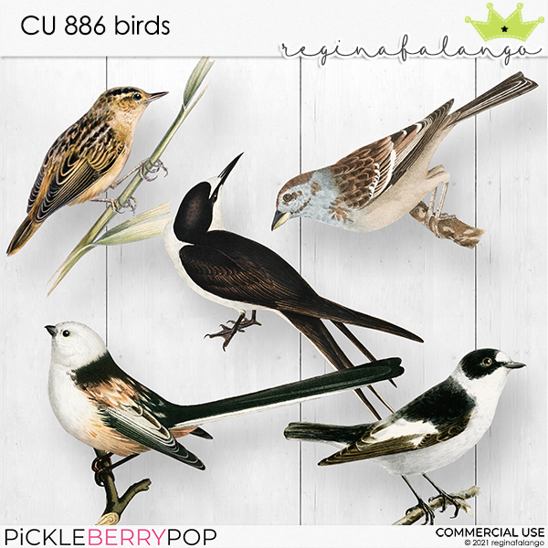 CU 886 BIRDS