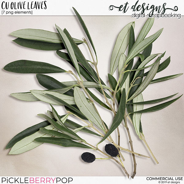 CU Olive Leaves