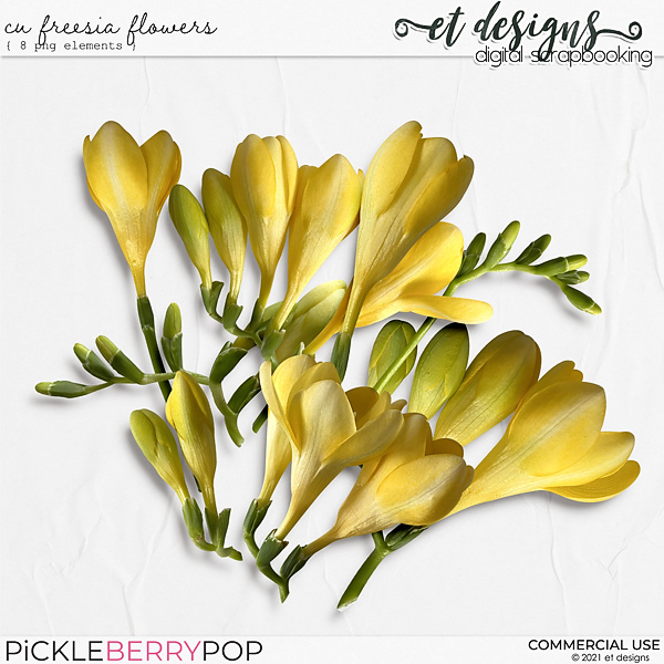 CU Freesia Flowers