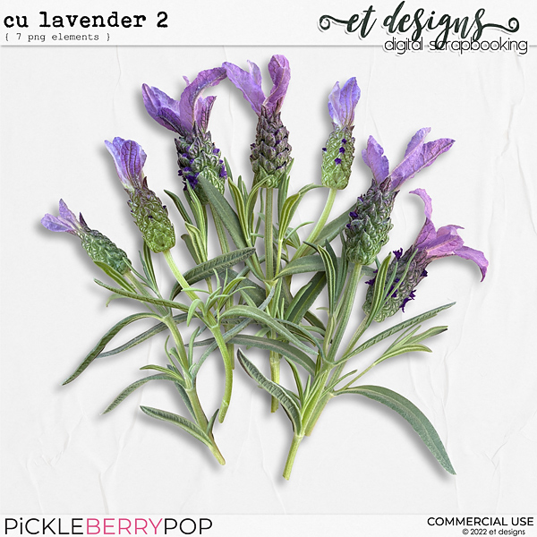 CU Lavender 2 by et designs