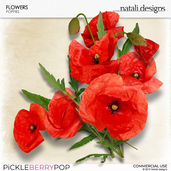 CU Flowers Poppies