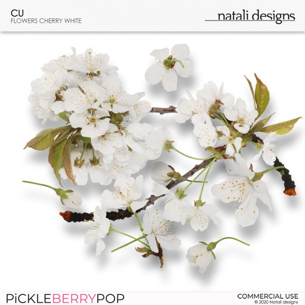 CU Flowers Cherry White