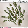 CU Eucalyptus vol.2