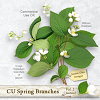 CU Spring Branches Vol.2 (Jasmin)