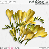 CU Freesia Flowers