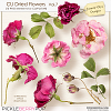 CU Dried flowers Vol.7 (Jasmin-Olya Designs)