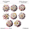 CU Colorful Flowers