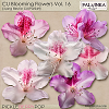 CU Blooming Flowers 16