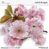 CU Flowers Cherry
