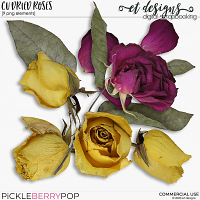 CU Dried Roses