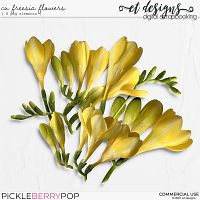 CU Freesia Flowers