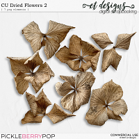 CU Dried Flowers 2