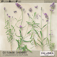 CU Flowers - Lavenders