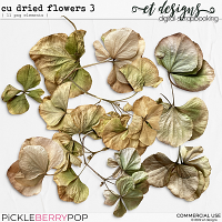 CU Dried Flowers 3 by et designs