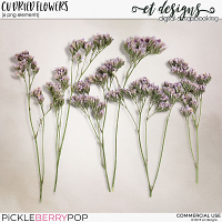 CU Dried Flowers 1